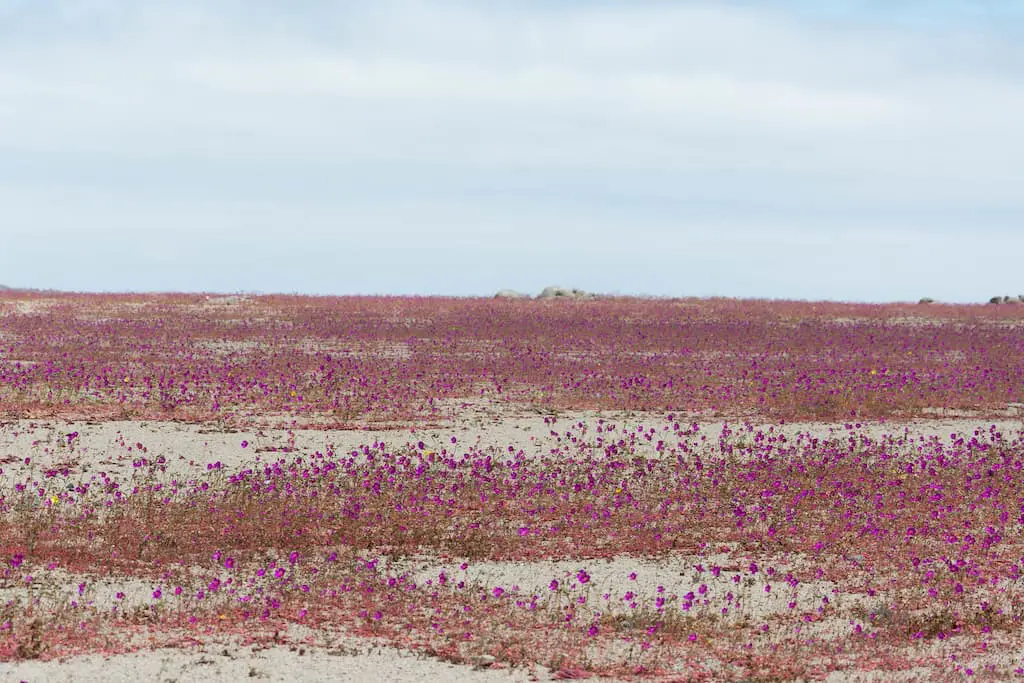 desierto florido en el desierto de Atacama en Chile