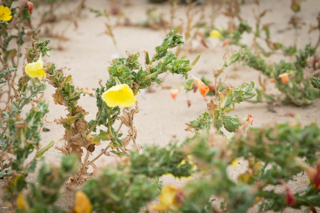 flores amarillas de un desierto florido