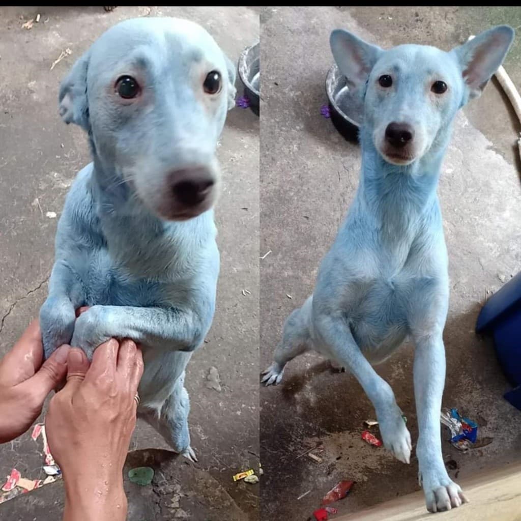 perro pintado de azul