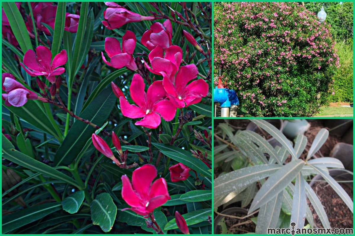 Nerium oleander Laurel Rosa plantas peligrosas