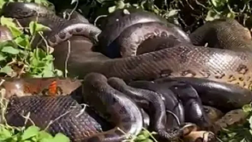 anaconda apareándose con una docena de machos 2