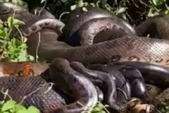 anaconda apareándose con una docena de machos