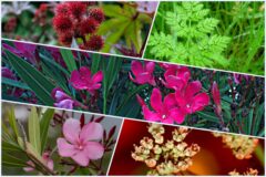plantas peligrosas y cómo identificarlas fácilmente
