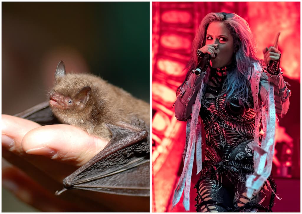 Murciélagos vocalizan igual que los cantantes de death metal(1)