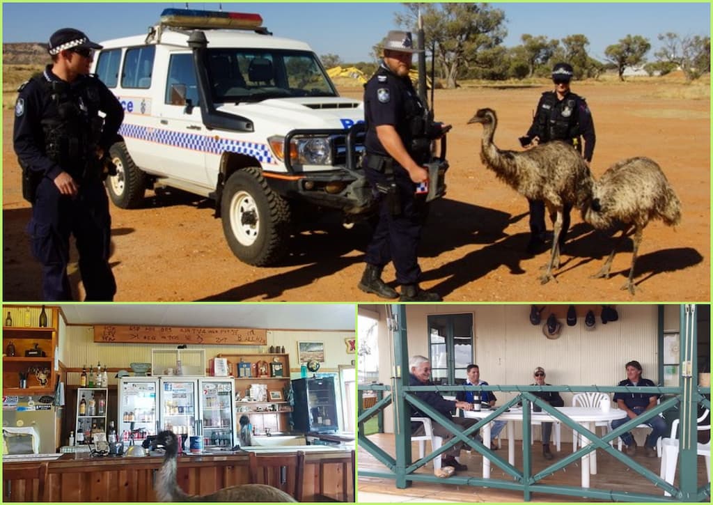 emus invaden propiedad en Australia(1)
