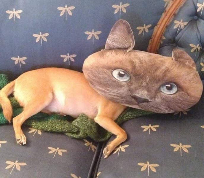 perro con cabeza de gato