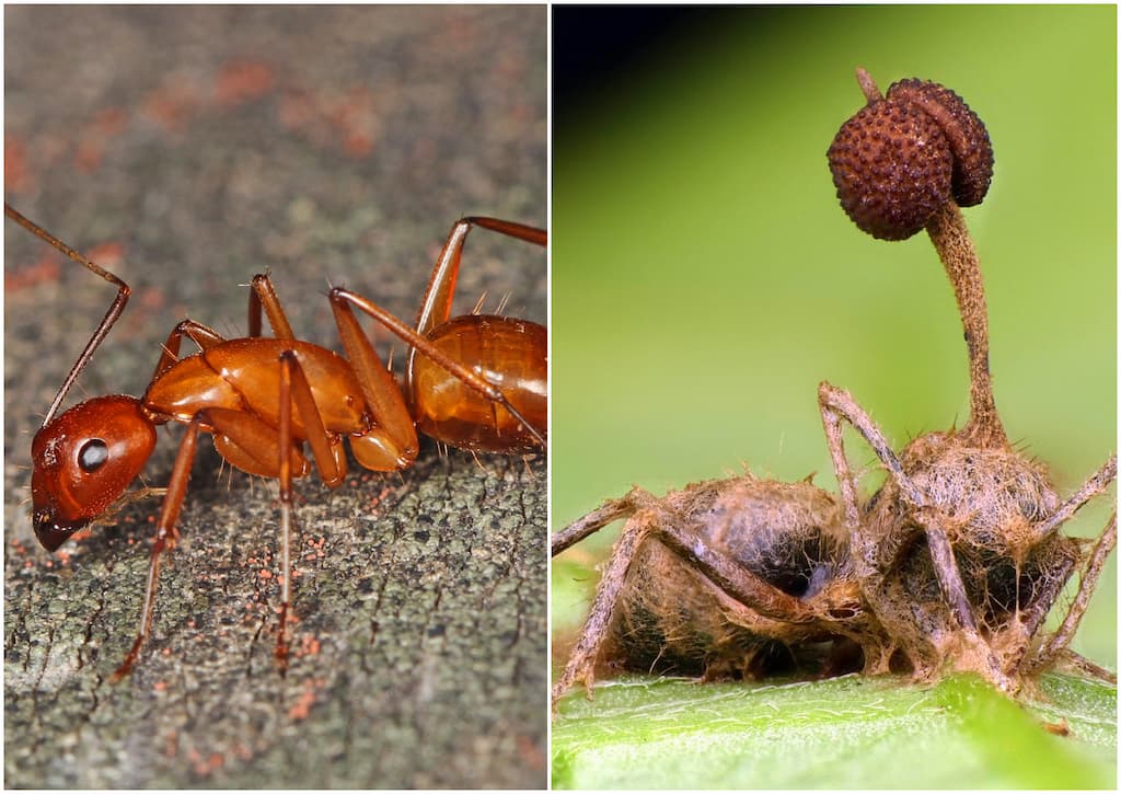 Ophiocordyceps unilateralis infestando hormiga