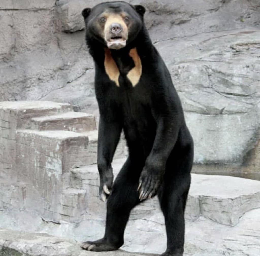 oso malayo erguido