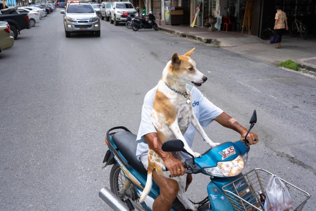perro manejando una moto