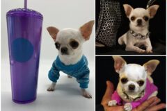 Chihuahua de 10 cm es el perro mas pequeno del mundo
