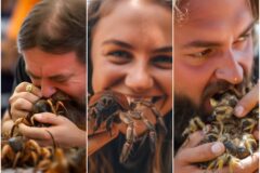 Concurso Anual de Comer Tarantulas portada