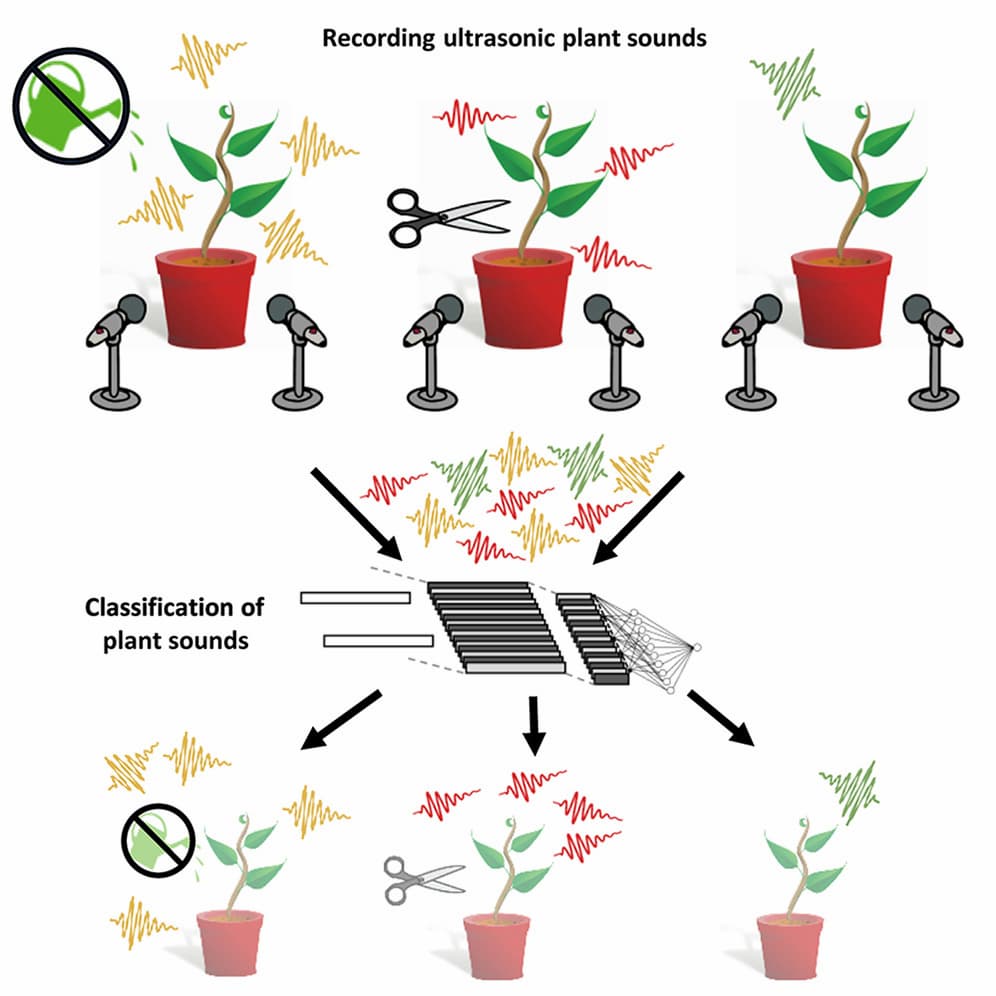 sonidos ultrasonicos en las plantas1